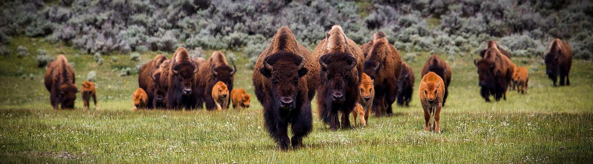 Polish bisons